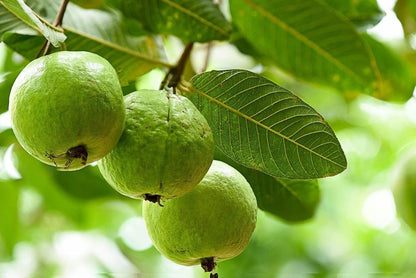 Imported Seeds Guava