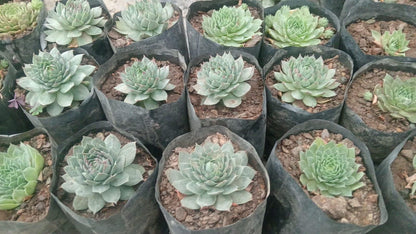 Lakshmi Kamal Vastu Plant